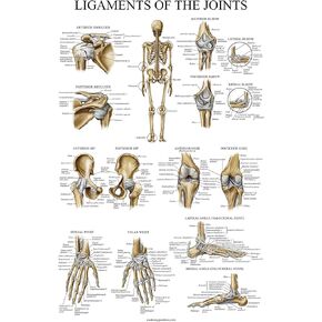 Palace Learning Ligaments of the Joints Anatomical Poster - LAMINATED - Ligament Anatomy Chart - 18 x 24