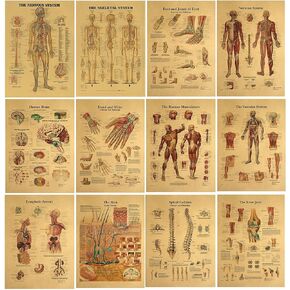 HUAHA Vintage Anatomical Poster Set - Photos Wall Decor - Anatomical Medical Art Set of 12 (16.5 inches x 12 inches)