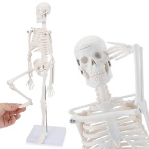 نموذج الجهاز الداخلي البشري من هينجونز، 11 بوصة قابلة للإزالة 15 جزءًا، نموذج تشريح لتعليم العلوم الطبية والتشريح in Kuwait