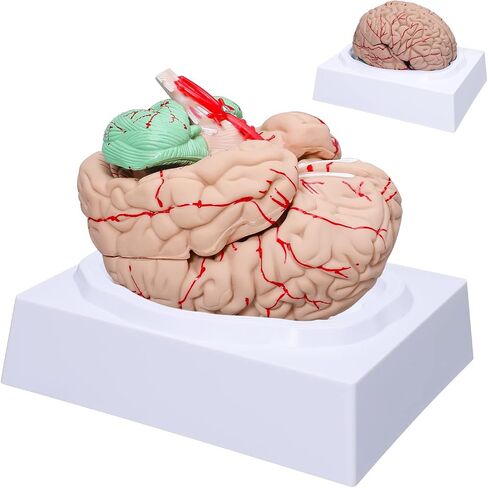 LVCHEN Human Brain Model Anatomy - Life Size Anatomical Brain Model with Arteries Detachable 8 Parts for Science Classroom Medical Neuroscience Teaching Study & Display Base in Saudi Arabia