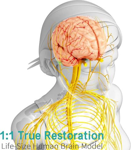 LVCHEN Human Brain Model Anatomy - Life Size Anatomical Brain Model with Arteries Detachable 8 Parts for Science Classroom Medical Neuroscience Teaching Study & Display Base in Saudi Arabia