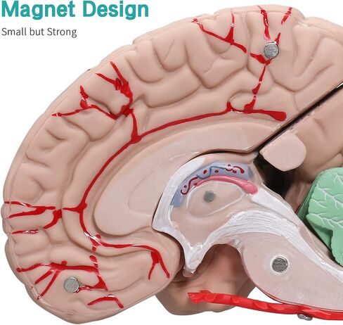 LVCHEN Human Brain Model Anatomy - Life Size Anatomical Brain Model with Arteries Detachable 8 Parts for Science Classroom Medical Neuroscience Teaching Study & Display Base in Saudi Arabia