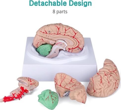 LVCHEN Human Brain Model Anatomy - Life Size Anatomical Brain Model with Arteries Detachable 8 Parts for Science Classroom Medical Neuroscience Teaching Study & Display Base in Saudi Arabia