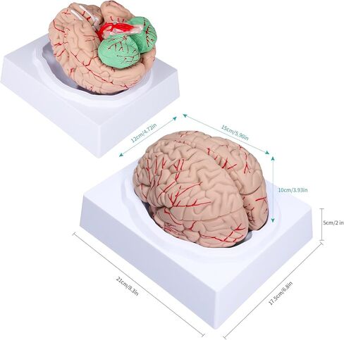 LVCHEN Human Brain Model Anatomy - Life Size Anatomical Brain Model with Arteries Detachable 8 Parts for Science Classroom Medical Neuroscience Teaching Study & Display Base in Saudi Arabia