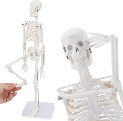 نموذج الجهاز الداخلي البشري من هينجونز، 11 بوصة قابلة للإزالة 15 جزءًا، نموذج تشريح لتعليم العلوم الطبية والتشريح in Kuwait