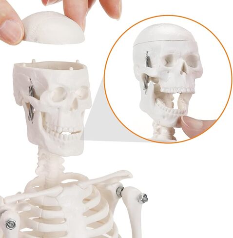 نموذج الجهاز الداخلي البشري من هينجونز، 11 بوصة قابلة للإزالة 15 جزءًا، نموذج تشريح لتعليم العلوم الطبية والتشريح in Kuwait