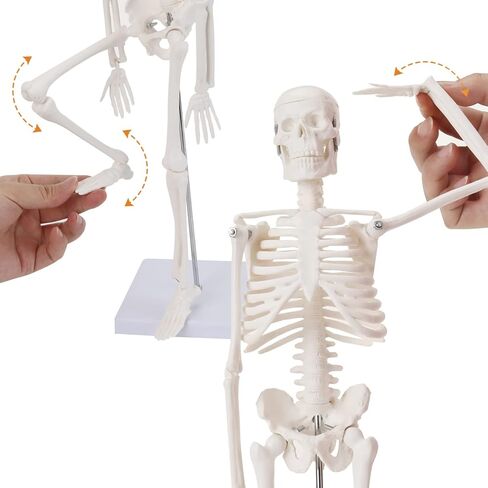 نموذج الجهاز الداخلي البشري من هينجونز، 11 بوصة قابلة للإزالة 15 جزءًا، نموذج تشريح لتعليم العلوم الطبية والتشريح in Kuwait