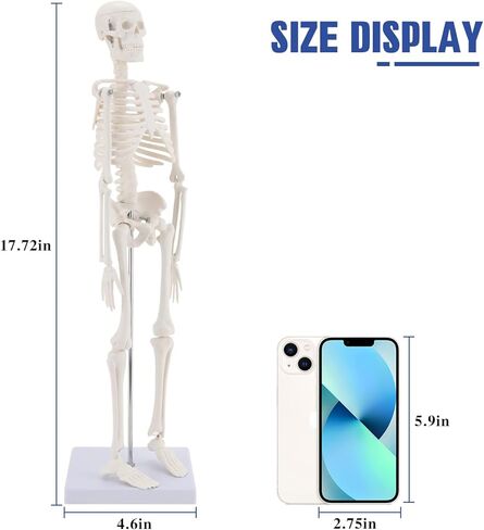 نموذج الجهاز الداخلي البشري من هينجونز، 11 بوصة قابلة للإزالة 15 جزءًا، نموذج تشريح لتعليم العلوم الطبية والتشريح in Kuwait