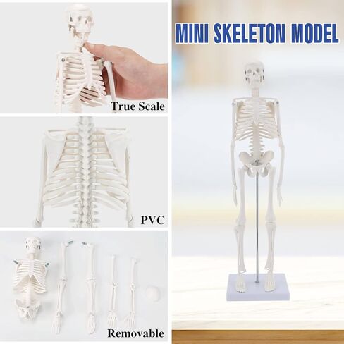 نموذج الجهاز الداخلي البشري من هينجونز، 11 بوصة قابلة للإزالة 15 جزءًا، نموذج تشريح لتعليم العلوم الطبية والتشريح in Kuwait