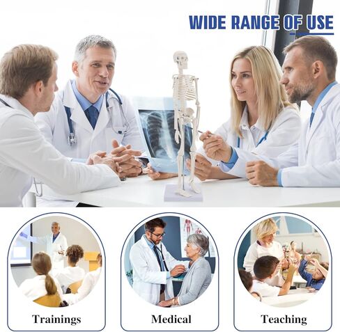 نموذج الجهاز الداخلي البشري من هينجونز، 11 بوصة قابلة للإزالة 15 جزءًا، نموذج تشريح لتعليم العلوم الطبية والتشريح in Kuwait