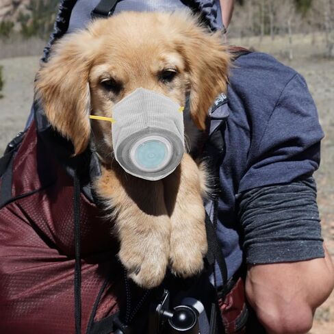 STOBOK Adjustable Dog Gas Maskss Dog Muzzle Reusable Puppy Masks Breathable Dog Mouth Protection Masks Filter Air Pollutants for Small Large Dogs L Dark Grey in Kuwait