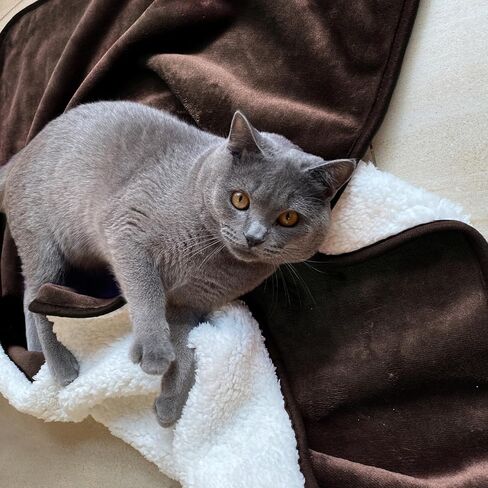 Waterproof Blanket for Bed Couch Sofa, Soft Liquid Pee Proof Pet Blanket for Dog Puppy Cat, Reversible Sherpa Fleece Blanket for Furniture Protector (Dark Purple, 30x40 inches) in Kuwait