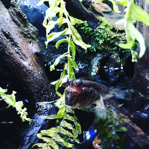 Seachem Prime Water Conditioner, 2 Liter in Kuwait