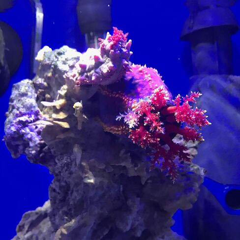 Seachem Prime Water Conditioner, 2 Liter in Kuwait