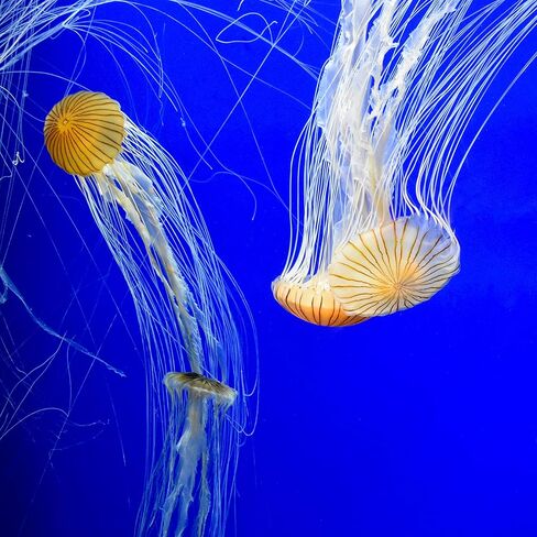 Seachem Prime Water Conditioner, 2 Liter in Kuwait