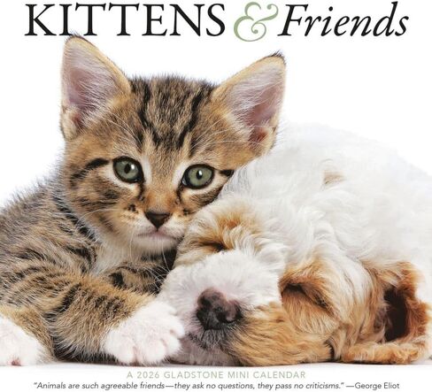 Kittens & Friends: 7x7 Mini in Saudi Arabia