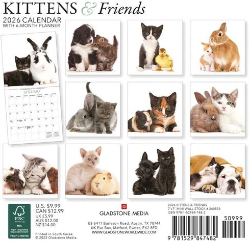 Kittens & Friends: 7x7 Mini in Saudi Arabia