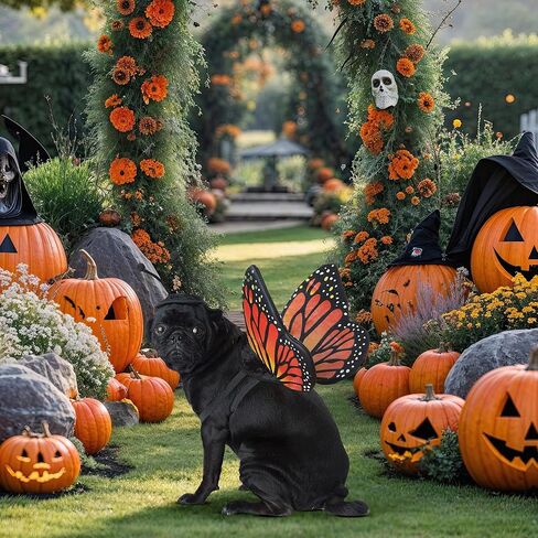 كاليفورنيا كوستيوم زي الفراشة للحيوانات الأليفة مقاس كبير in Kuwait