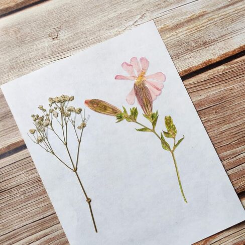 ورق نشاف لضغط الزهور، 20 ورقة مقاس 20 × 26 سم (10.23 × 7.87 بوصة) ورق ضغط زهور كبير، عشبي عالي الامتصاص وقابل لإعادة الاستخدام in Kuwait