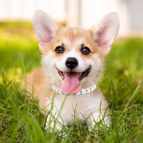 Amabro Dog Cat Pearl Collar, Bling Rhinestones Cat Necklace Collar Cute Pearl Crystal Dog Collar Bling Pearl Diamond Dog Necklace Jewelry for Small Dog Puppy Cat Wedding Birthday Party(Silver,L) in Saudi Arabia