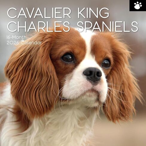 تقويم حائط مربع 2026 من The Gifted Stationery - مخطط 2026 لمدة 16 شهرًا مع 180 ملصقًا - عمل فني Cavalier King Charles Spaniels - 12 × 12 بوصة تقويم حائط معلق in Saudi Arabia