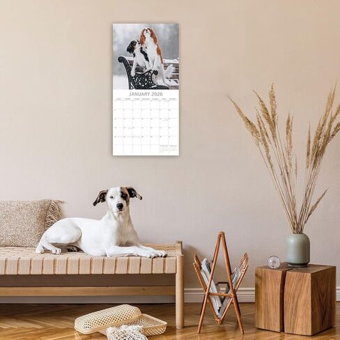 تقويم حائط مربع 2026 من The Gifted Stationery - مخطط 2026 لمدة 16 شهرًا مع 180 ملصقًا - عمل فني Cavalier King Charles Spaniels - 12 × 12 بوصة تقويم حائط معلق in Saudi Arabia
