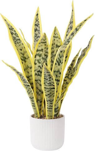 DUZYXI 21.5" Artificial Snake Plant Faux Sansevieria Plants Tropical Fake Plants in White Pot Greenery Plant Perfect for Home Office Living Room Housewarming Gifts Indoor Outdoor Decor-Green in Kuwait