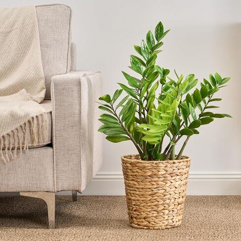 Wicker Trash Can with Lid | Wicker Trash Basket | Wicker Waste Basket for Bathroom, Bedroom, Kitchen, Living Room in Saudi Arabia