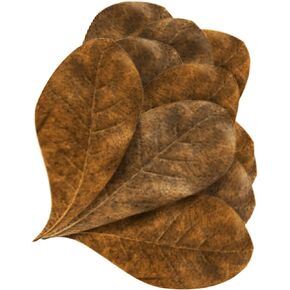 JOR 60 Pcs Mini Catappa Indian Almond Leaves for Discus, Angelfish & Neon Tetra, 2" Ketapang Fin Rot Treatment Betta Fish Water Conditioner Aquarium Tannin Leaves, Create Realistic River Habitat
