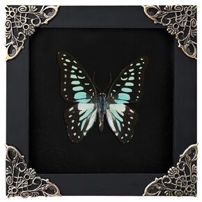 Real Butterfly Black Framed Butterflies Shadow Box Bug Wooden Insect Specimen Entomology Oddity Taxidermy Handmade Decor Wall Hanging K12-11-DE