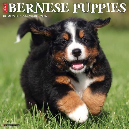 Willow Creek Press, Just Bernese Mountain Puppies 2026 Wall Calendar, 12'' X 12'', 18-Month Calendar with Stapled Binding in Saudi Arabia