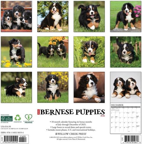 Willow Creek Press, Just Bernese Mountain Puppies 2026 Wall Calendar, 12'' X 12'', 18-Month Calendar with Stapled Binding in Saudi Arabia