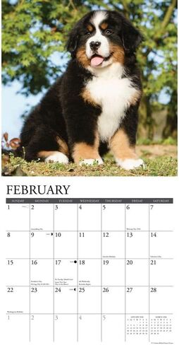 Willow Creek Press, Just Bernese Mountain Puppies 2026 Wall Calendar, 12'' X 12'', 18-Month Calendar with Stapled Binding in Saudi Arabia