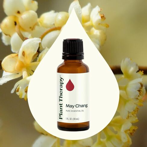Plant Therapy May Chang (Litsea Cubeba) Essential Oil 30 mL (1 oz) 100% Pure, Undiluted, Therapeutic Grade in Kuwait