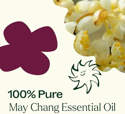 Plant Therapy May Chang (Litsea Cubeba) Essential Oil 30 mL (1 oz) 100% Pure, Undiluted, Therapeutic Grade in Kuwait