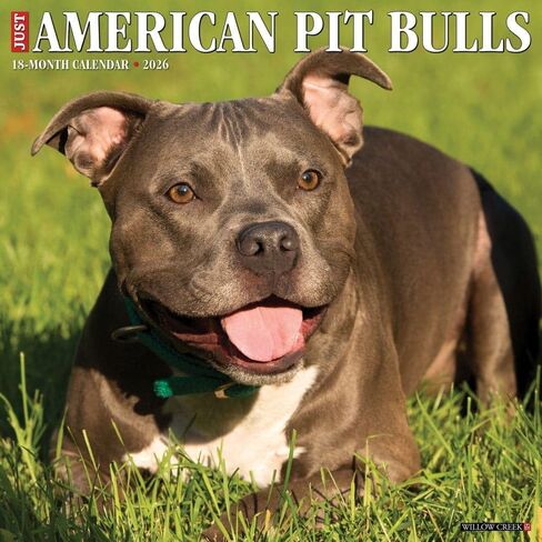 Willow Creek Press، تقويم حائط Just American Pit Bulls 2026، 12 بوصة × 12 بوصة، تقويم 18 شهرًا مع غلاف مثبت in Kuwait