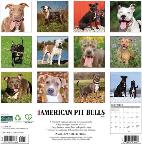 Willow Creek Press، تقويم حائط Just American Pit Bulls 2026، 12 بوصة × 12 بوصة، تقويم 18 شهرًا مع غلاف مثبت in Kuwait