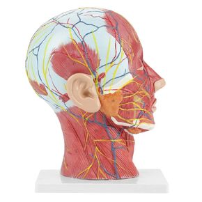 Oumefar Medical Head Model Color-Coded Partitioned Human Brain Model Life-Size Head Brain Neck Median Section Study Model