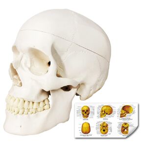 Merinden Painted Human Skull Model, Life Size Replica Medical Anatomy Adult Model with Removable Skull Cap and Articulated Mandible, Full Set of Teeth, 3-Part Didactic Skull Anatomical Model
