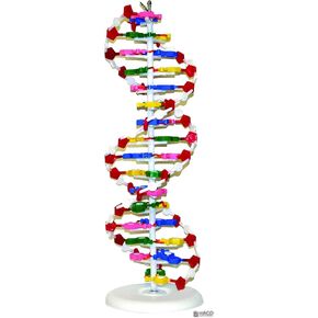 Parco Scientific PADNA1 DNA Model