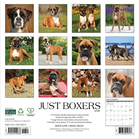 Willow Creek Press, Just Boxers 2026 Wall Calendar, 12'' X 12'', 18-Month Calendar with Stapled Binding in Saudi Arabia
