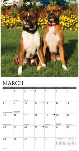 Willow Creek Press, Just Boxers 2026 Wall Calendar, 12'' X 12'', 18-Month Calendar with Stapled Binding in Saudi Arabia
