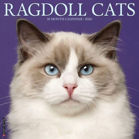 Willow Creek Press، تقويم حائط Ragdoll Cats 2026، 12 بوصة × 12 بوصة، تقويم 18 شهرًا مع غلاف مثبت in Saudi Arabia