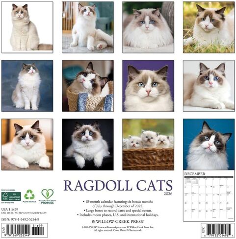 Willow Creek Press، تقويم حائط Ragdoll Cats 2026، 12 بوصة × 12 بوصة، تقويم 18 شهرًا مع غلاف مثبت in Saudi Arabia