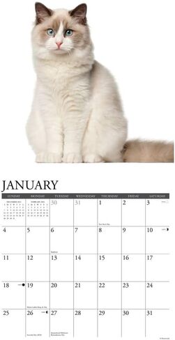 Willow Creek Press، تقويم حائط Ragdoll Cats 2026، 12 بوصة × 12 بوصة، تقويم 18 شهرًا مع غلاف مثبت in Saudi Arabia