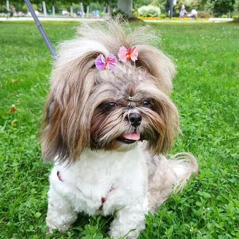 Aemygo 100 Pcs Dog Hair Bows Dog Hair Accessories Bulk for Small Dogs, Puppy Hair Bows Grooming Bows for Cat, Bowknot Grooming Accessories for Girls Mini Bow for Craft in Saudi Arabia