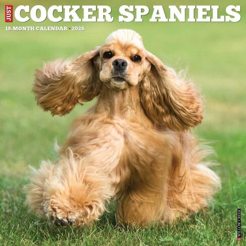 Willow Creek Press, Just Cocker Spaniels 2026 Wall Calendar, 12'' X 12'', 18-Month Calendar with Stapled Binding in Saudi Arabia