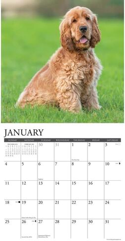 Willow Creek Press, Just Cocker Spaniels 2026 Wall Calendar, 12'' X 12'', 18-Month Calendar with Stapled Binding in Saudi Arabia