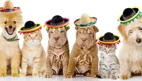18 Pieces Mexican Sombrero Headbands Cinco De Mayo Hat Headhair Fiesta Headbands for Fun Fiesta Party Supplies Mexican Theme Decorations in Saudi Arabia