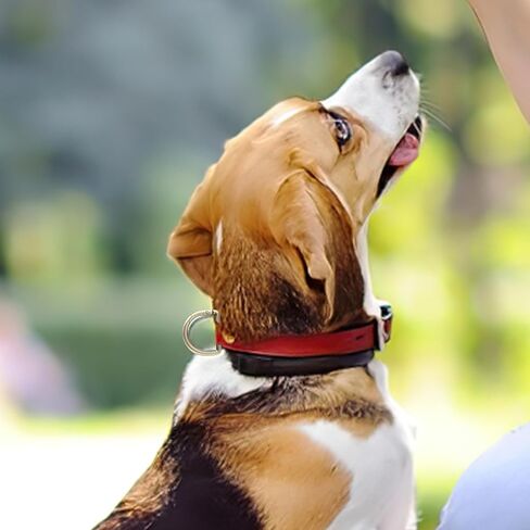 16 قطعة من خطافات المفاتيح الربيعية على شكل حرف D، 4 مقاسات من حلقات المفاتيح المعدنية، أبازيم حلقية زنبركية لحقيبة الظهر وحزام المحفظة ومشبك سلسلة المفاتيح (فضي) in Kuwait